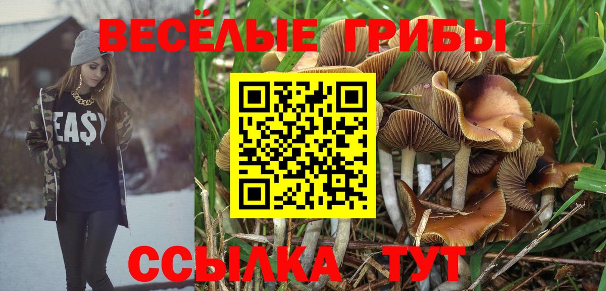 Псилоцибиновые грибы Psilocybine cubensis Пермь